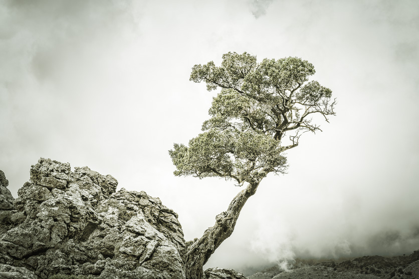 Lone Tree
